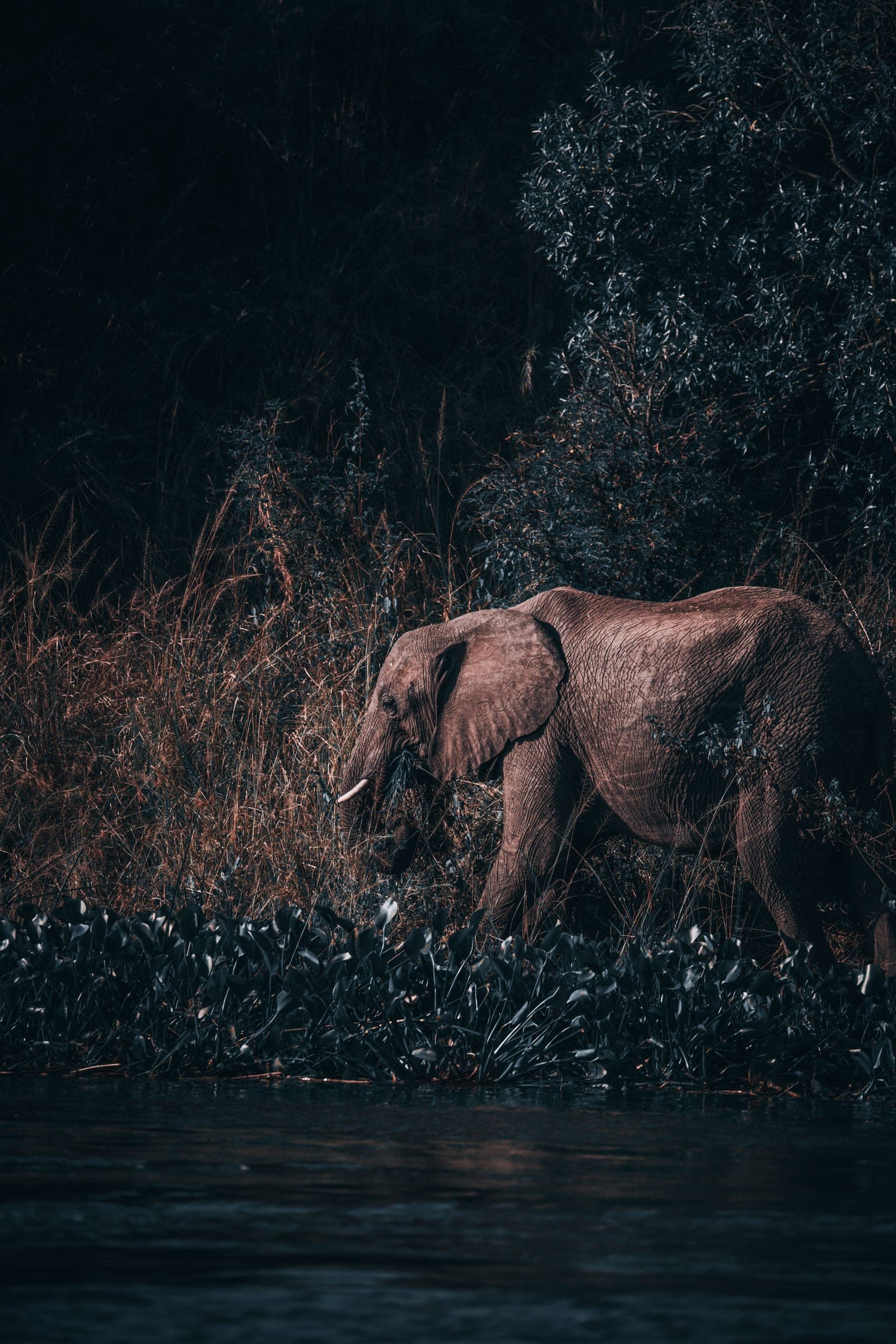 An elephant at the edge of the water