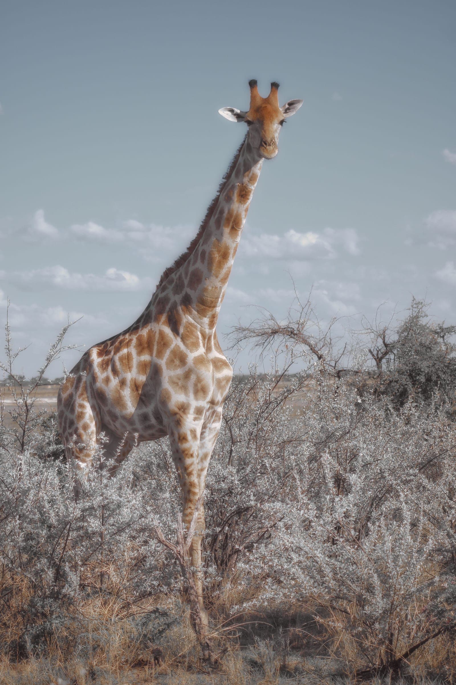 A giraffe standing in open bush
