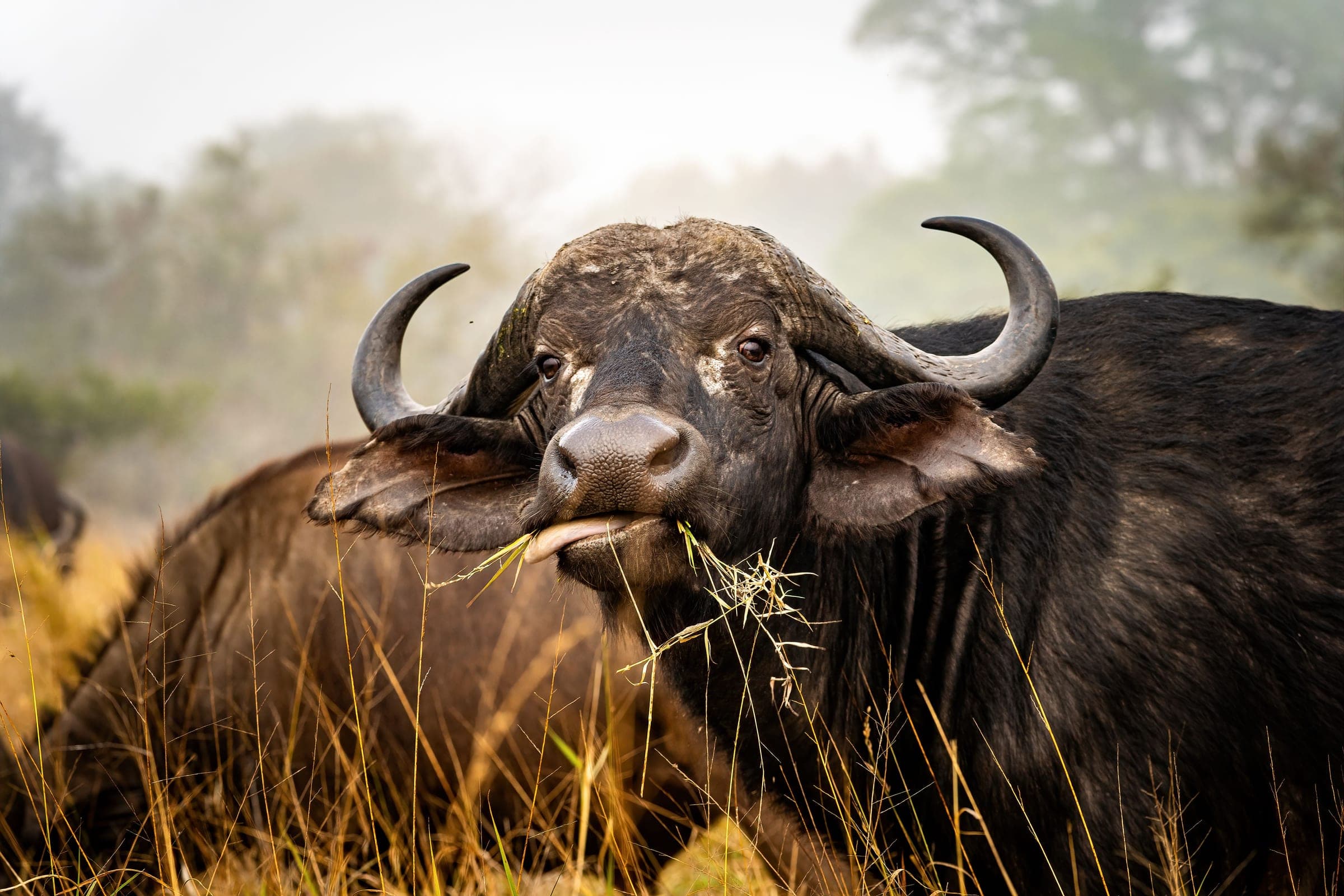 A Cape buffalo grazing in tall grass