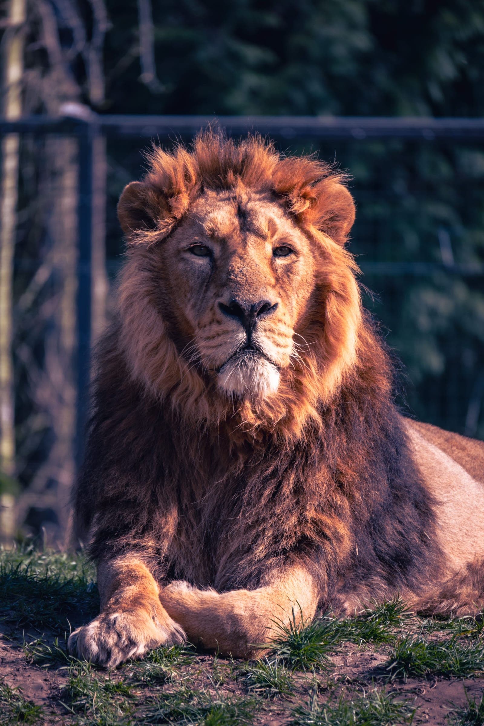 A male lion lying in the grass