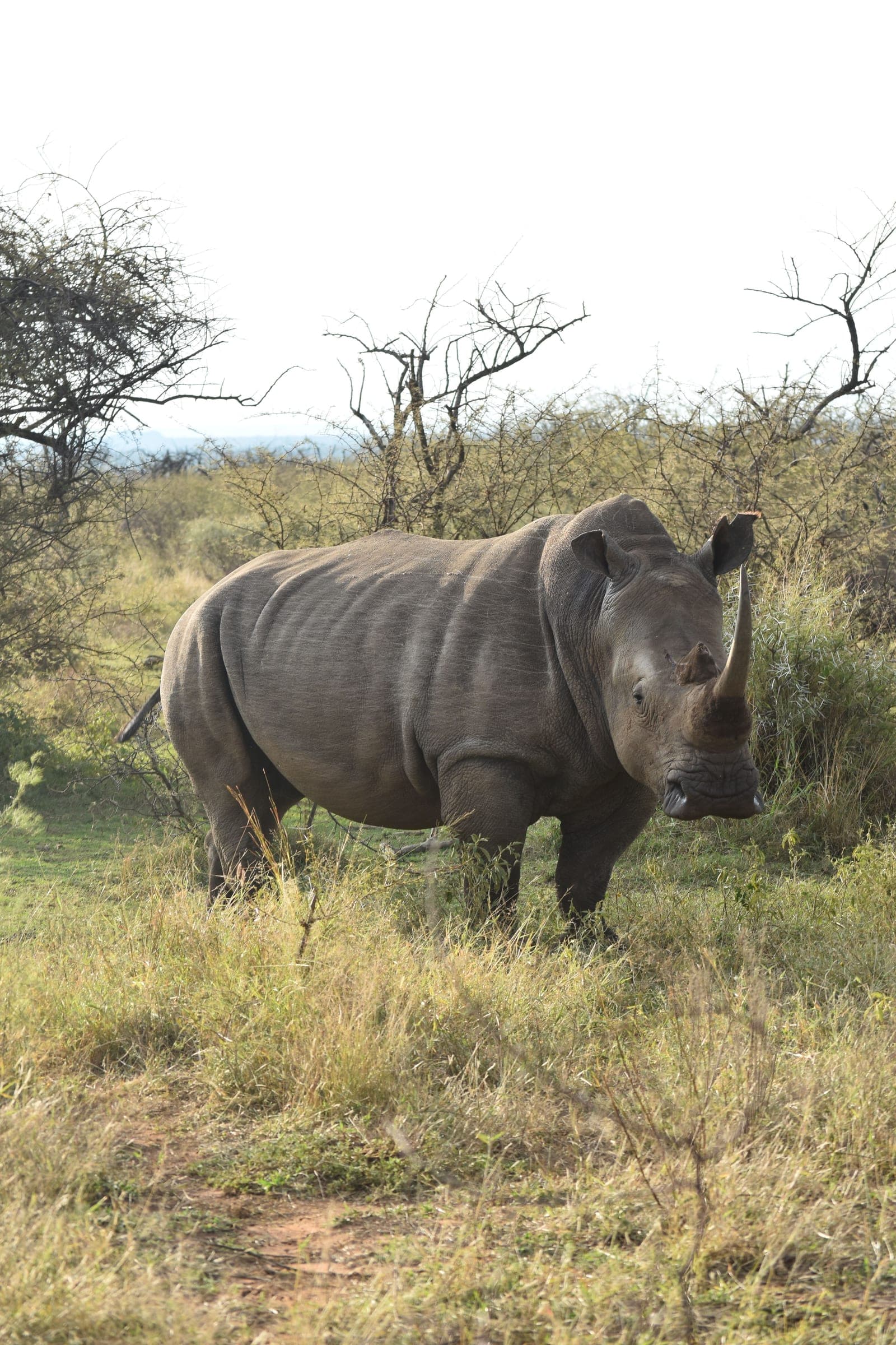 A rhinoceros standing in open bush