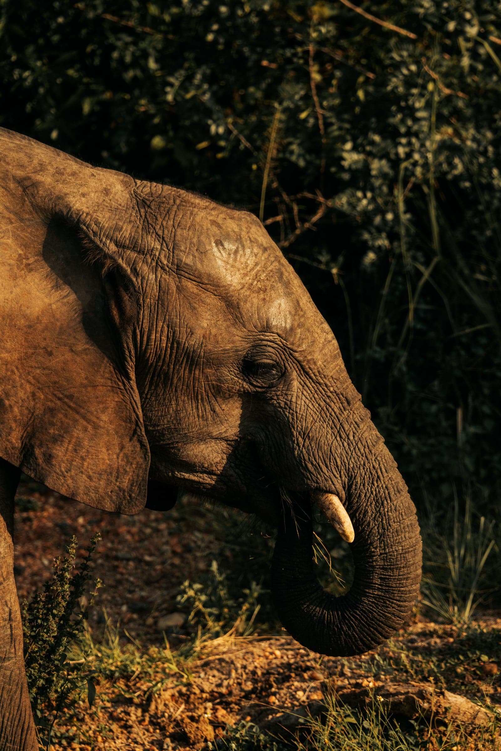 A young elephant feeding in golden late-afternoon light