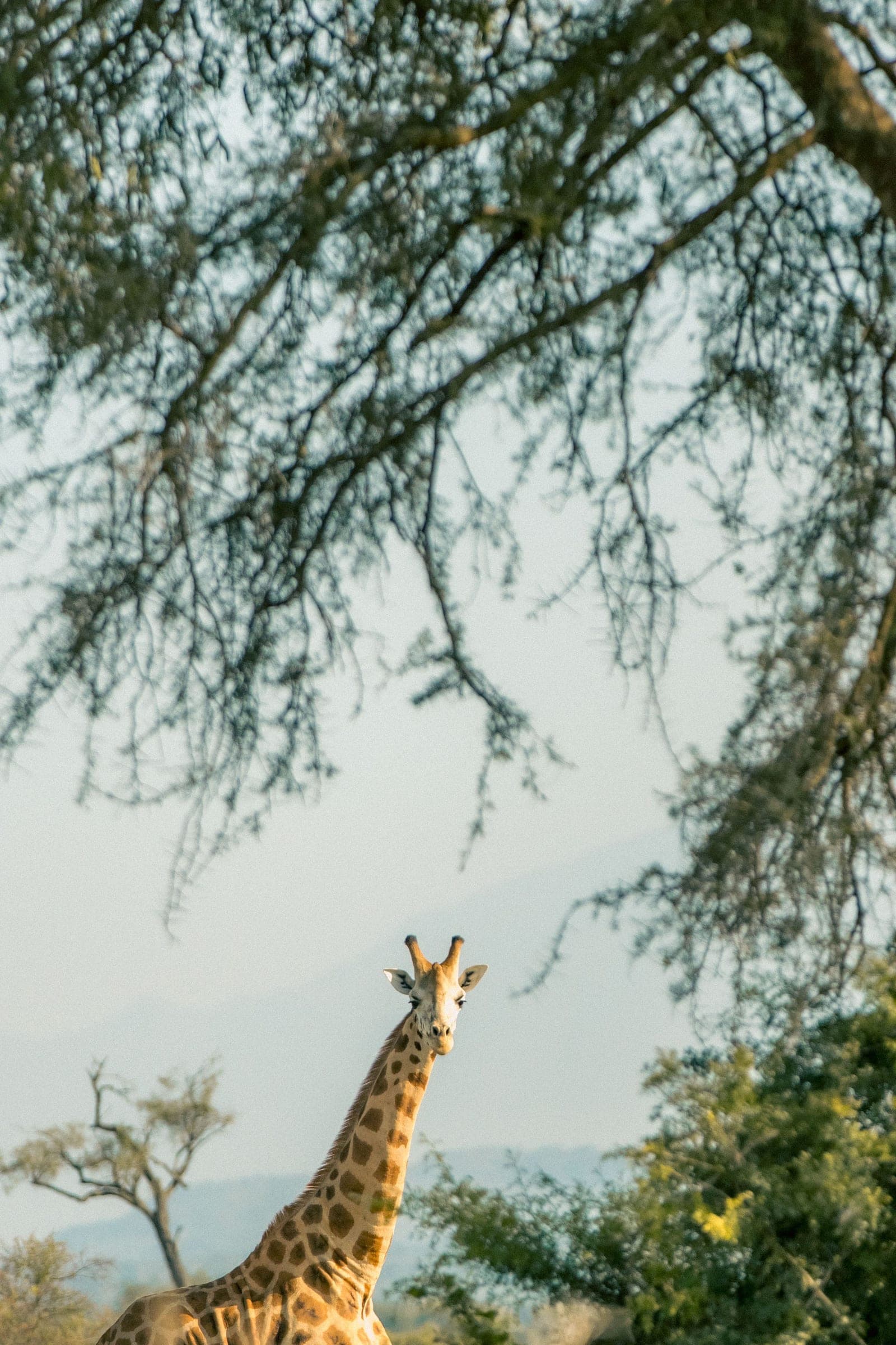 A giraffe looking out from beneath the branches of an acacia tree